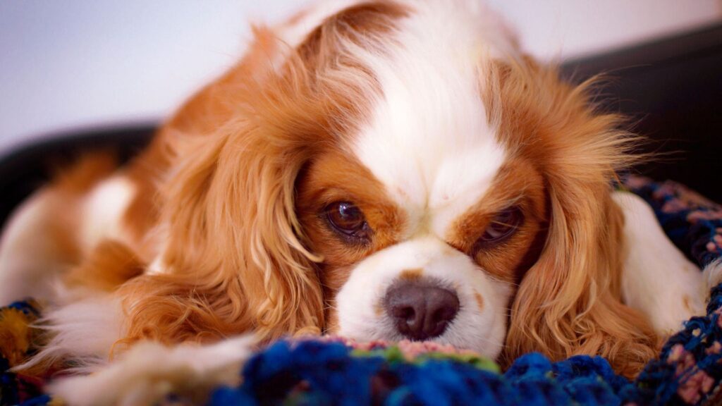 Raça Cavalier King Charles Spaniel