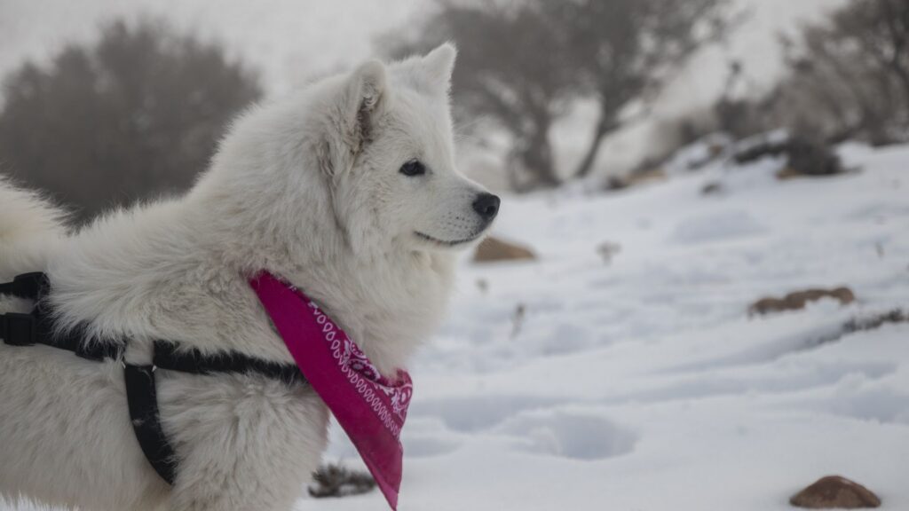 Cão‐Esquimó‐Americano na neve com um lenço vermelho no pescoço