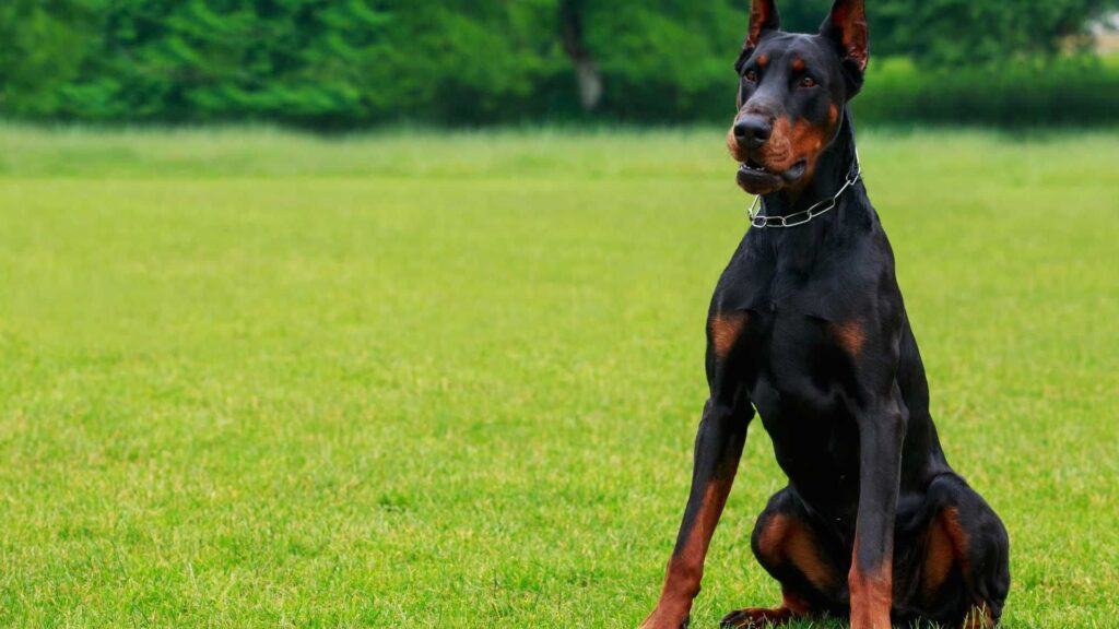 Doberman sentado no campo