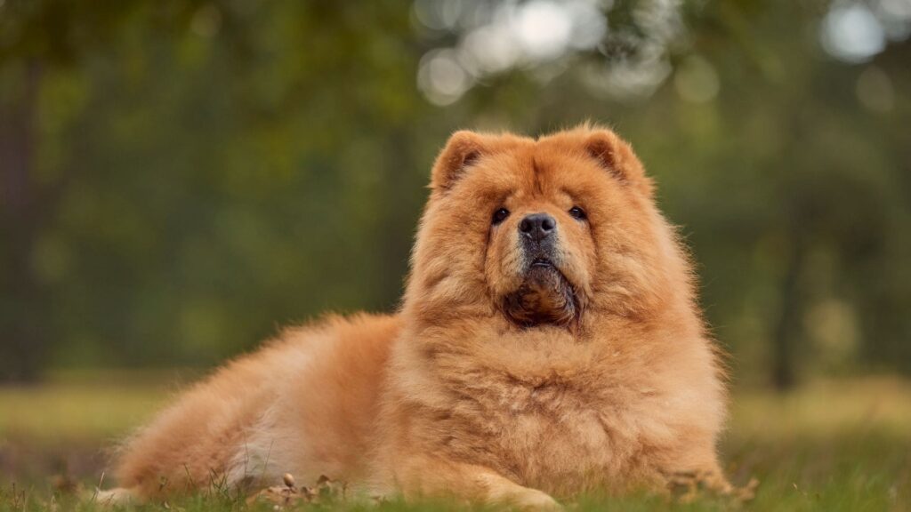 Raça Chow Chow