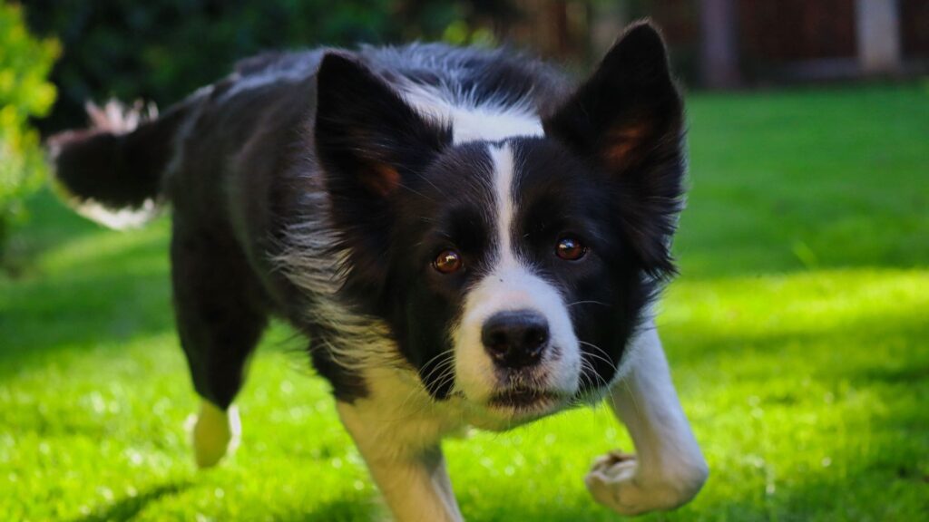 Raça Border Collie