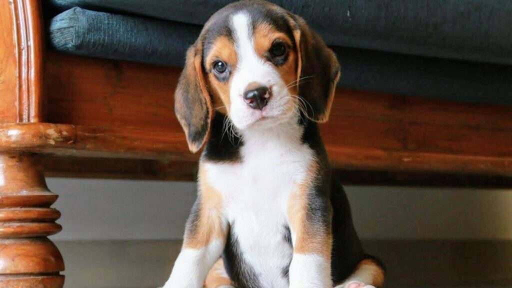 Raça Beagle