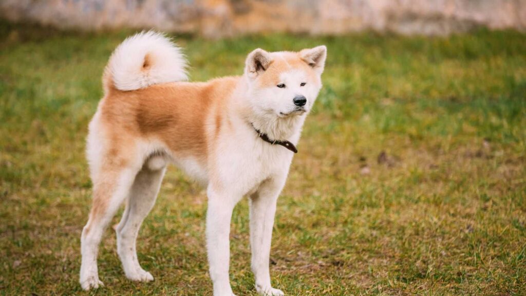 Akita parado no campo