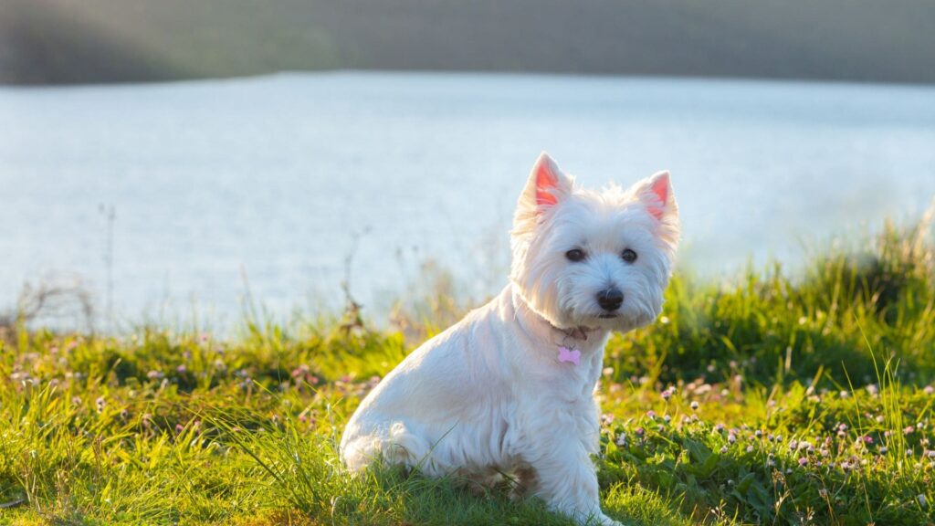 Raça West Highland White Terrier