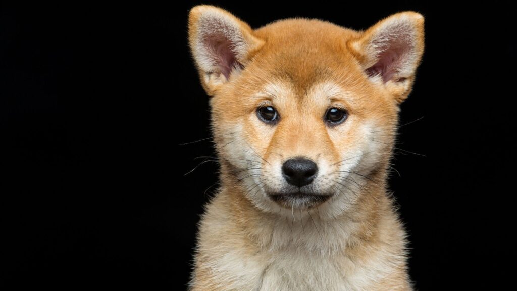 Raça Shiba Inu