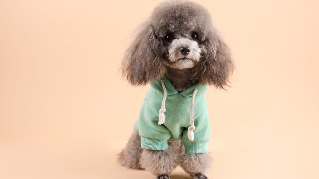 Poodle usando um hoodie verde. O cachorro está de pé, olhando para a câmera, com uma expressão feliz e brincalhona. O hoodie é verde escuro e tem um capuz. O pelo do Poodle é branco e encaracolado