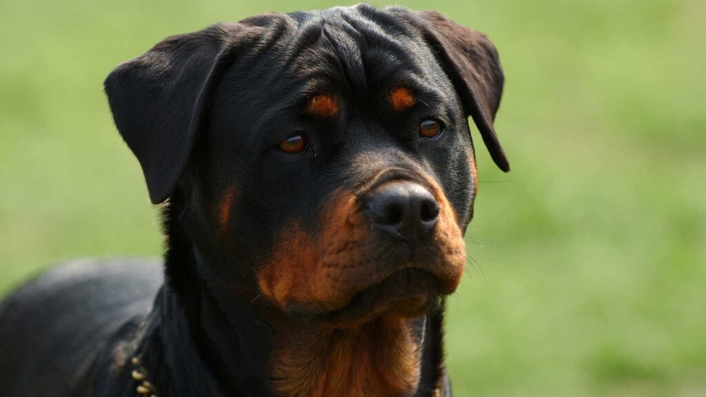 Rottweiler com cara de bravo