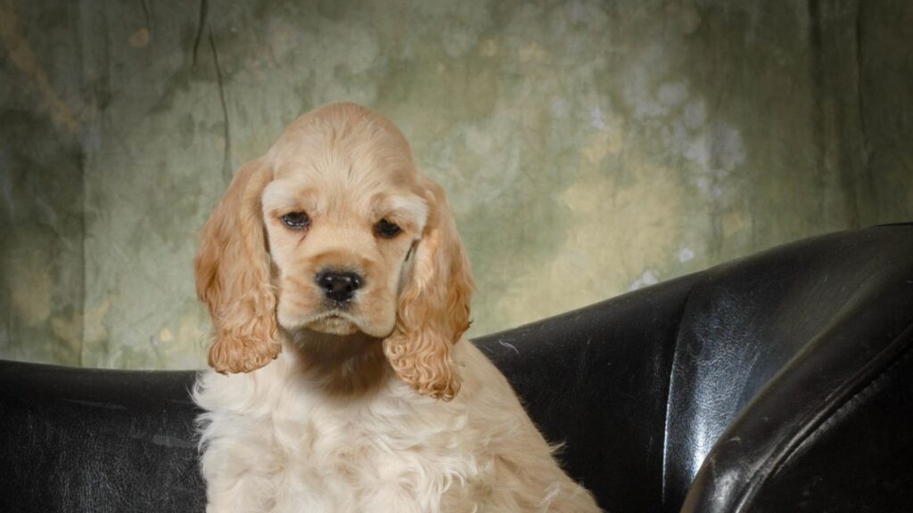 Raça Cocker Spaniel