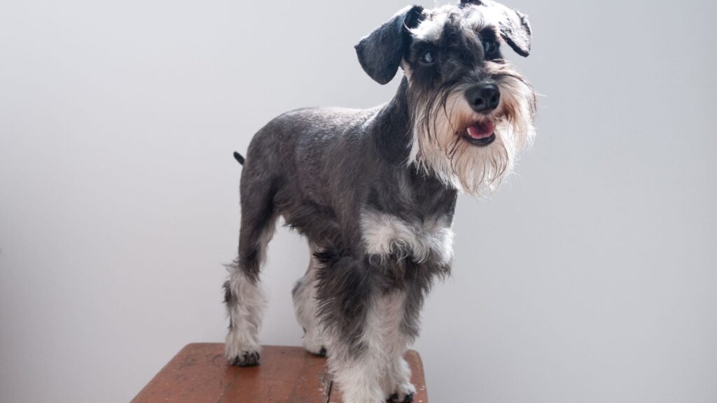 Schnauzer Miniatura