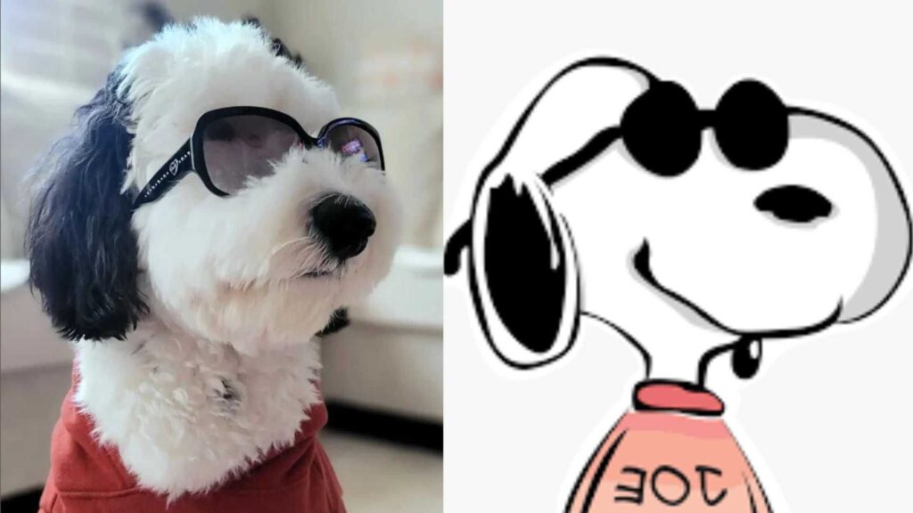 Comparação do Bayley com o Snoopy