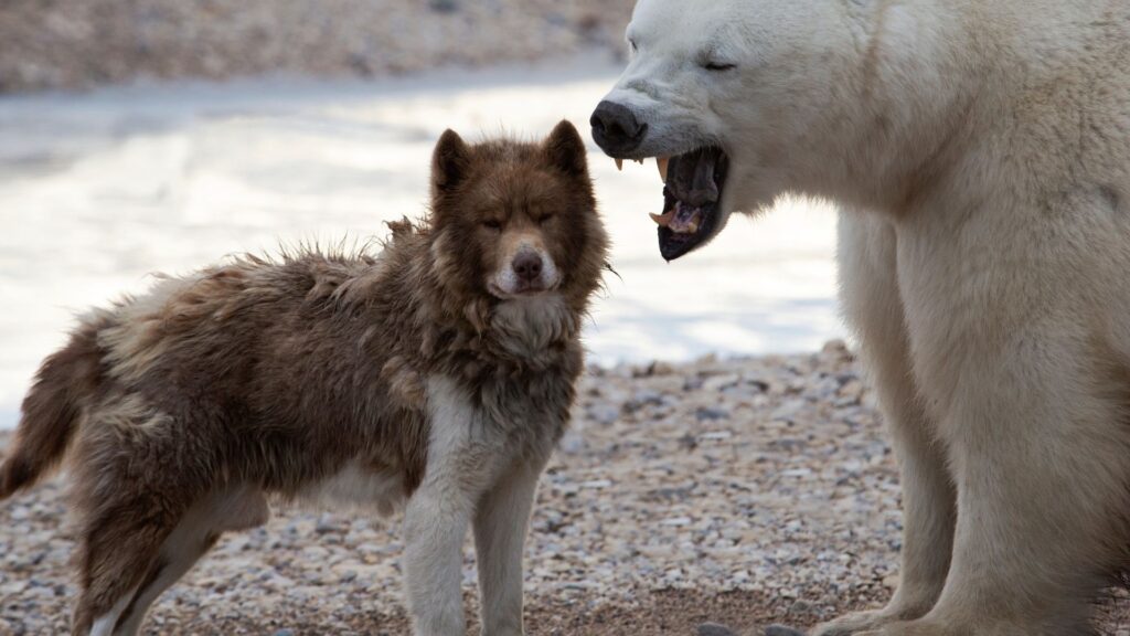 Cão‐Esquimó‐Canadense com um urso polar ao seu lado