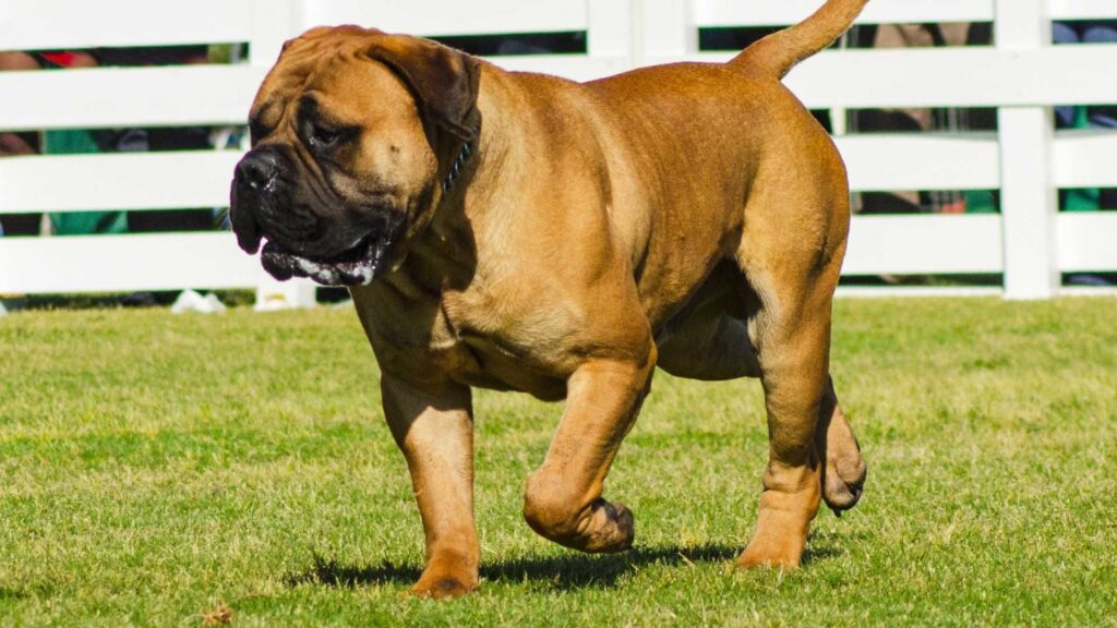 Bullmastiff caminhando no campo