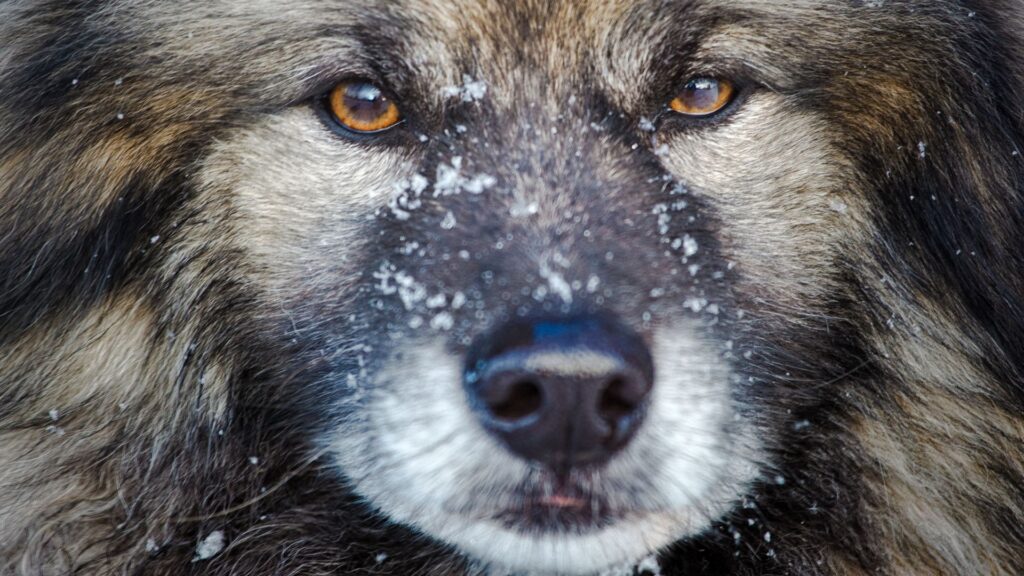 Keeshond com olhar de bravo