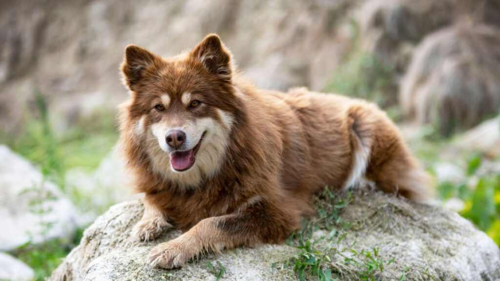 Lapphund Sueco deitado na pedra com a lingua pra fora