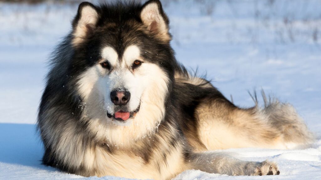 Malamute do Alaska deiado na neve