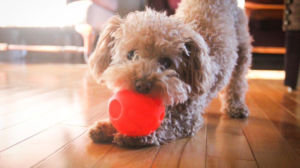 Poddle com brinquedo vermelho na boca