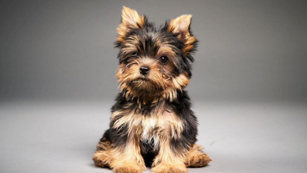 Raça Yorkshire Terrier