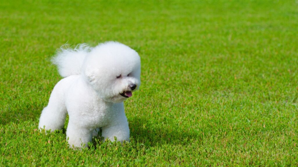 Raça Bichon Frise