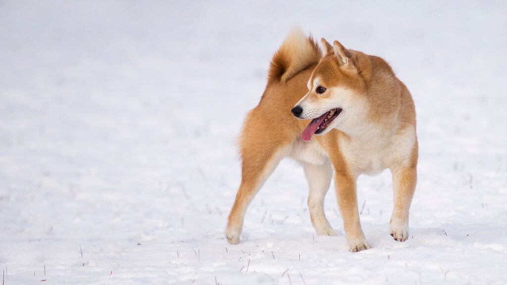 Shiba Inu na neve olhando para a esquerda