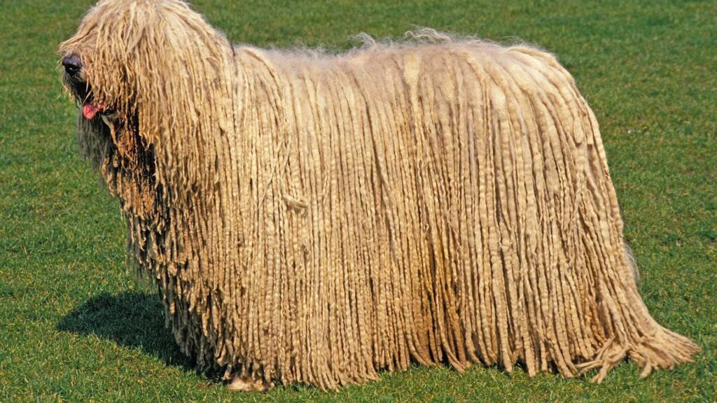 Komondor