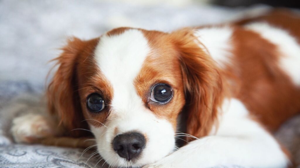 Raça Cavalier King Charles Spaniel