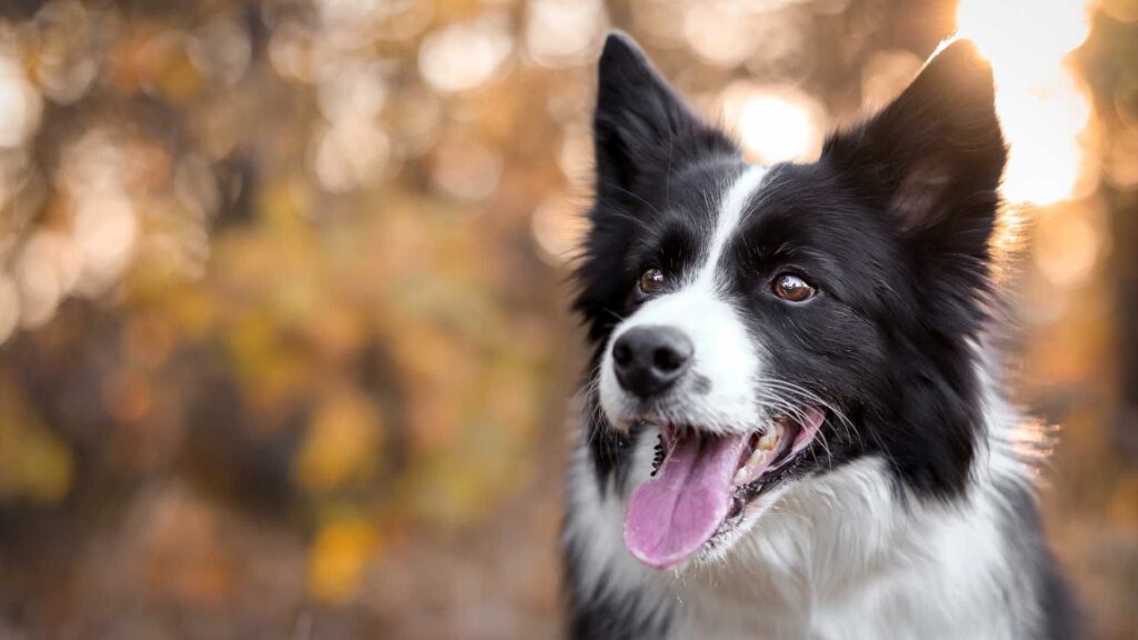 Border Collie com a lingua pra fora na floresta