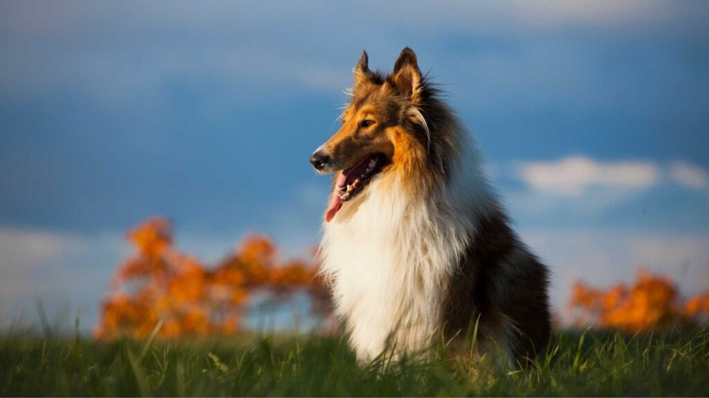 Collie