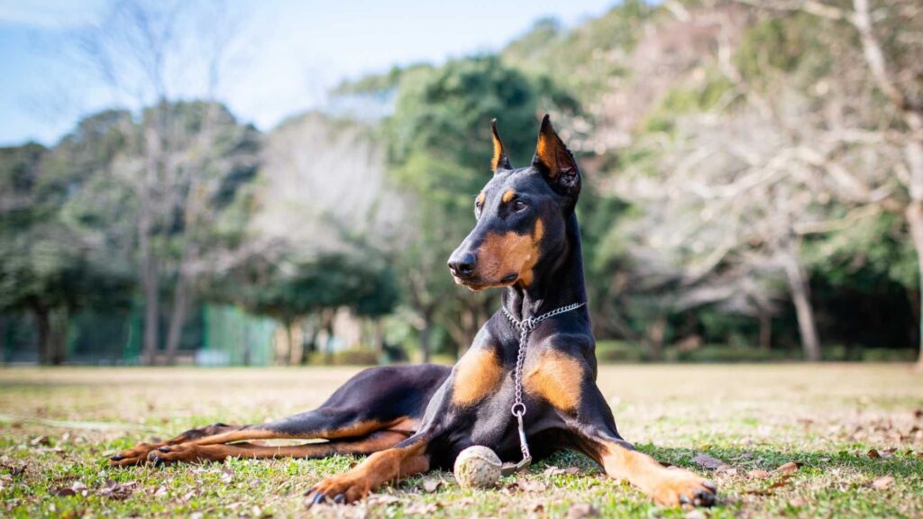 Doberman Pinscher deitado na grama com coleira