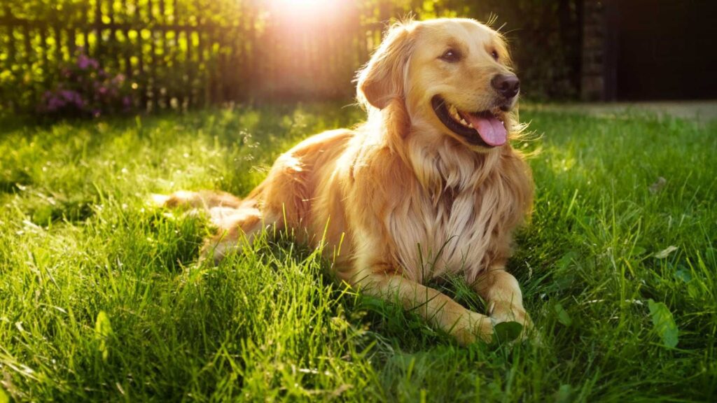 Golden Retriever deitado na grama com alingua pra fora