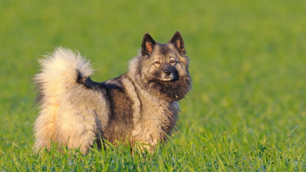 Keeshond