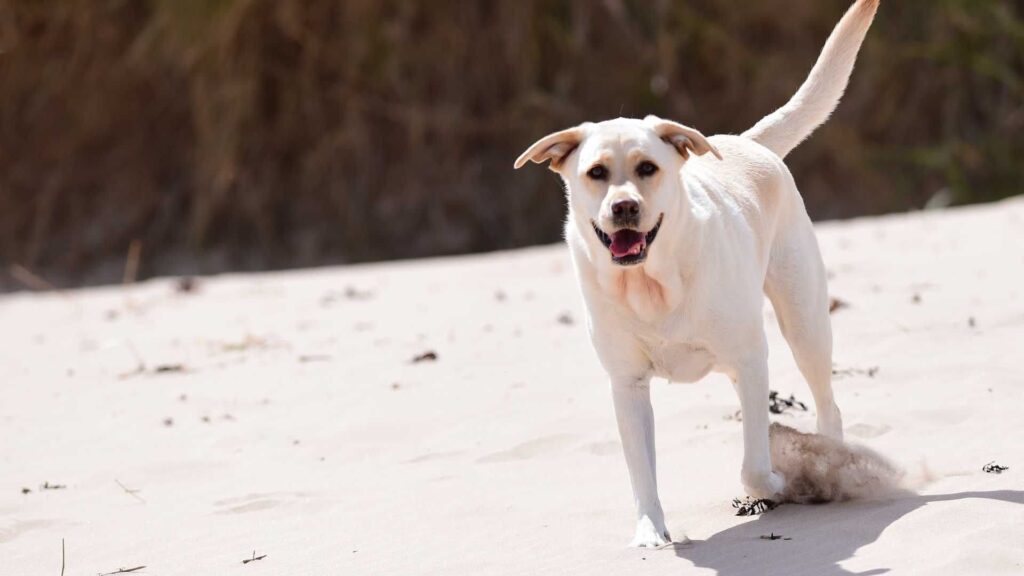 Labrador Retriever caminhando