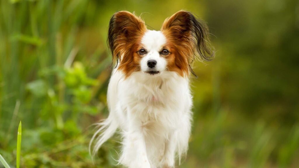 Papillon