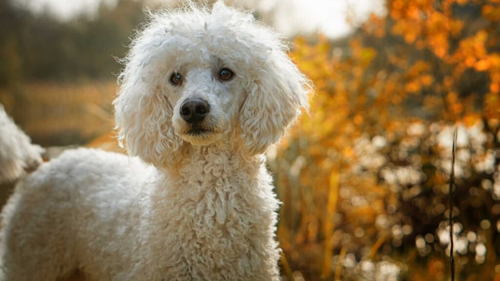 Poodle branco na floresta