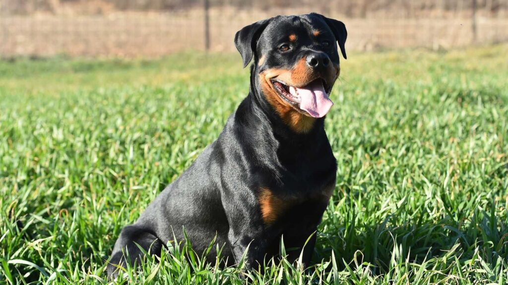 Rottweiler sentado na grama com a lingua para fora