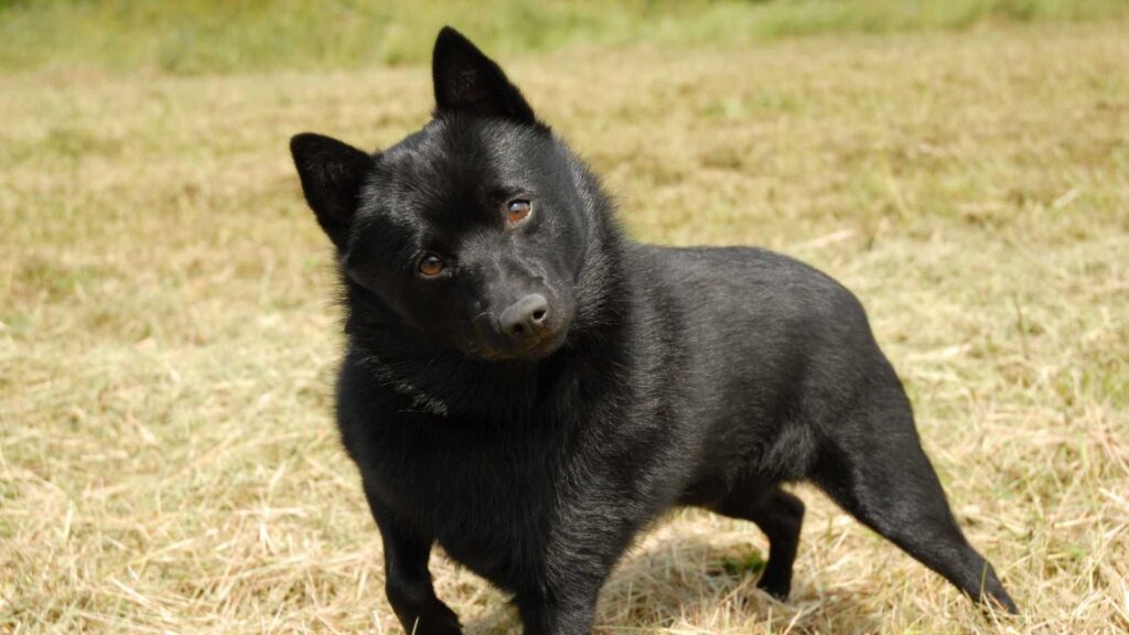 Schipperke