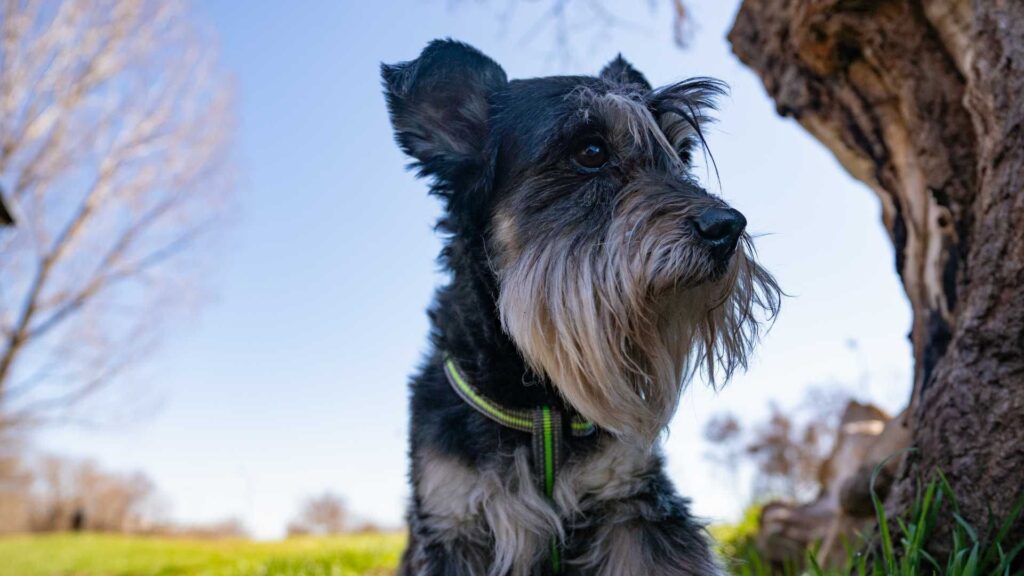 Schnauzer Miniatura