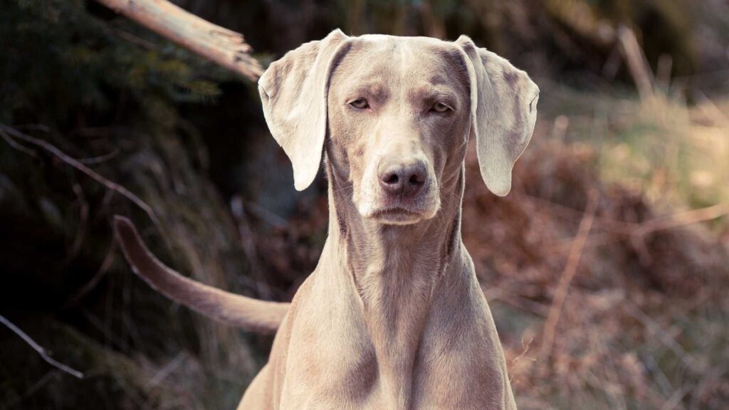 Weimaraner