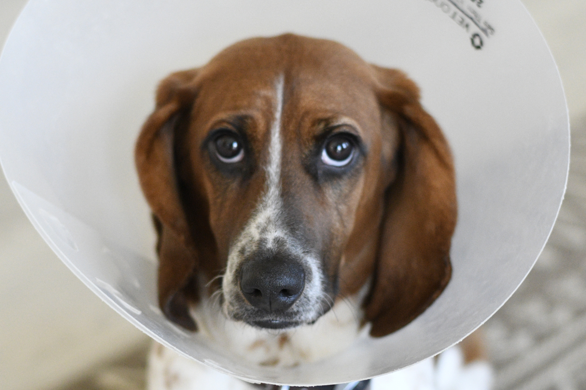 Cachorro de cor marrom e branca de cone com cara triste.