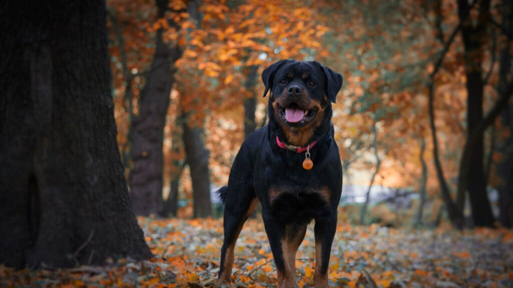 Rottweiler em pé na floresta com folhas douradas no outono