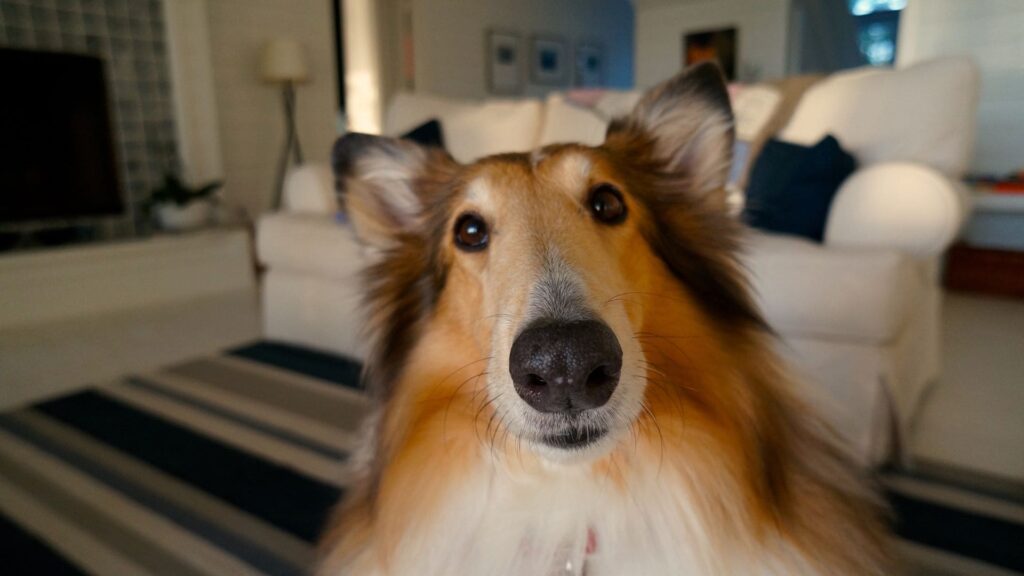 Collie fofo olha para a câmera em uma sala de estar