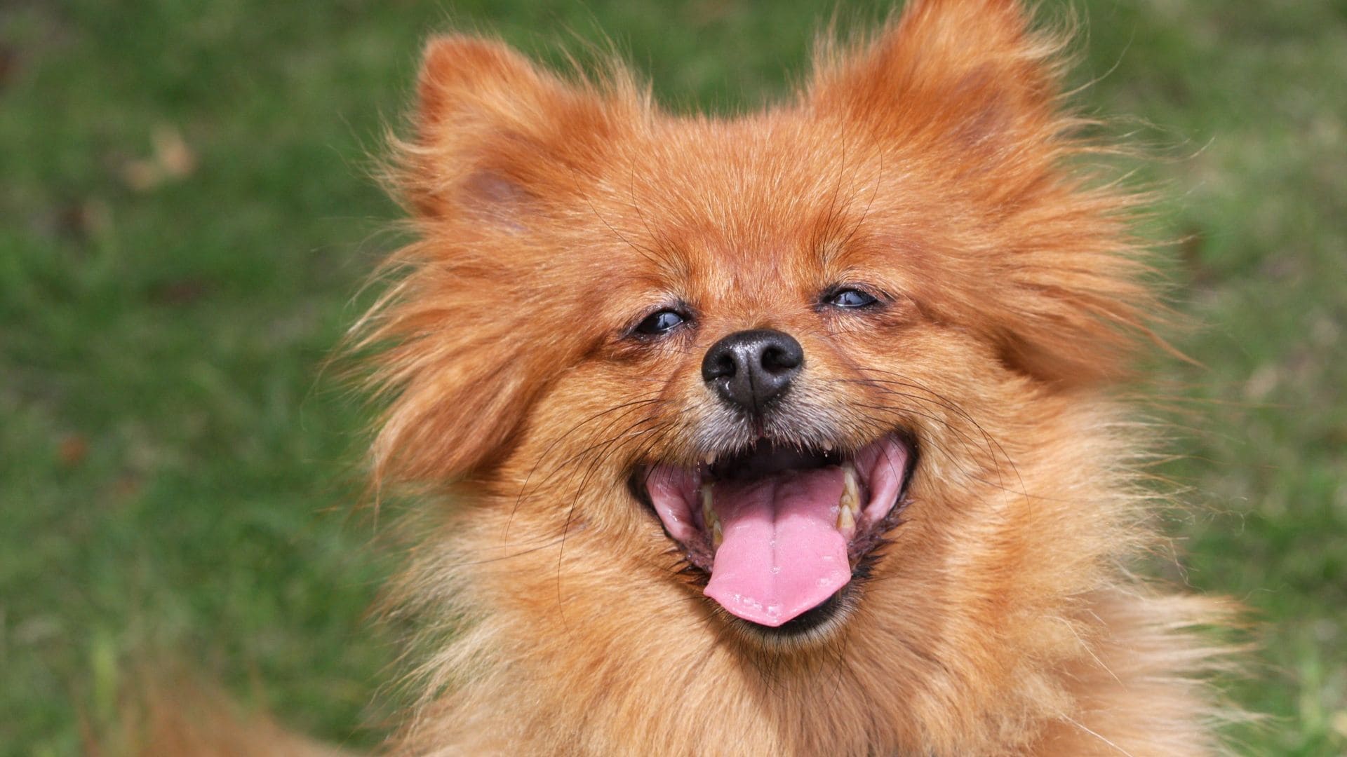 Lulu da Pomerânia Sorrindo