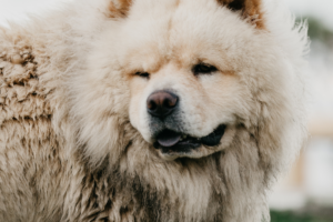 Cachorro da raça Chow Chow de cor branca parado olhando para o lado.