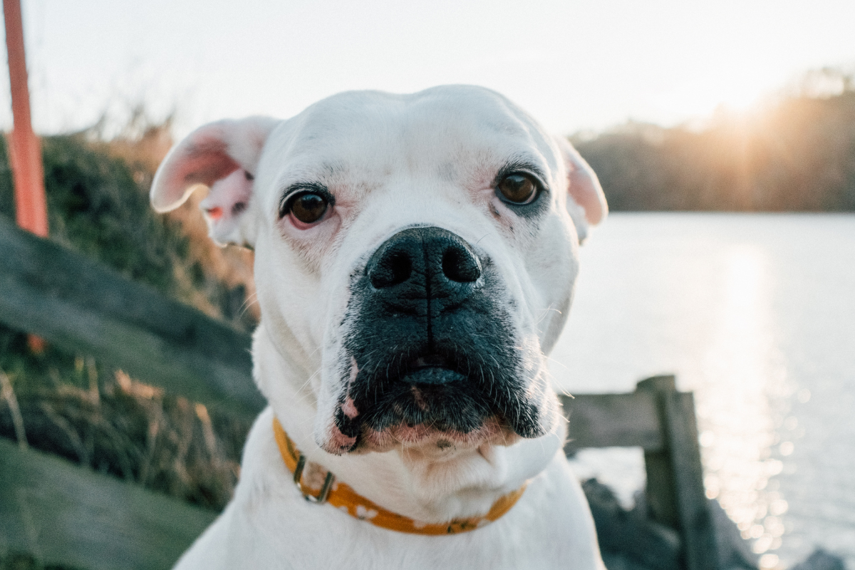 Cachorro da raça Bulldog Americano de cor branca com uma coleira amarela olhando para frente com uma paisagem com um lago atrás.