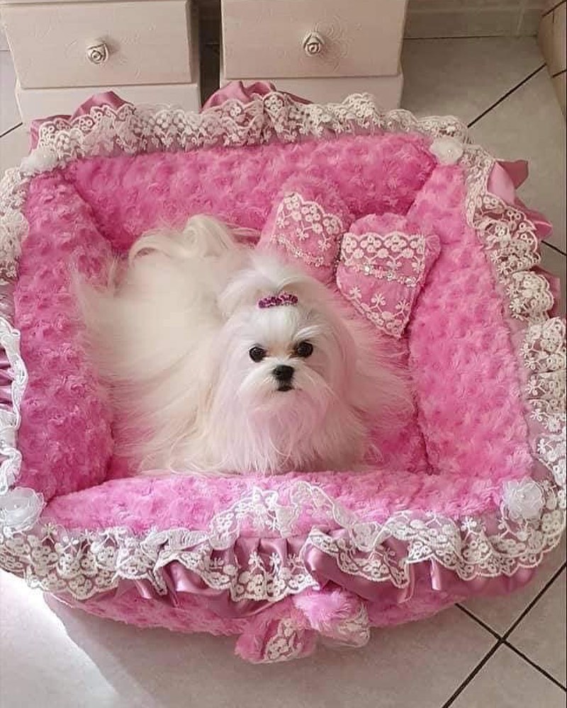 Cachorro da raça Maltês branco com um laço rosa na cabeça em uma caminha acolchoada rosa e branca.