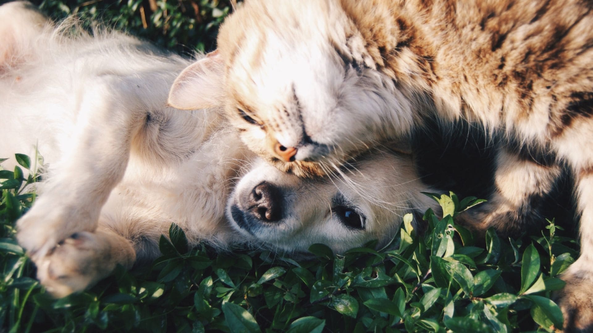 Cachorro e gato deitado na grama encostando a cabeça