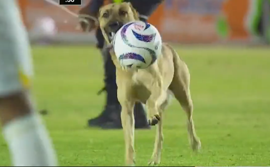 Cachorro invade campo e rouba bola durante jogo de futebol no México