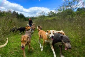 Cachorros de variás cores caminhando no mato